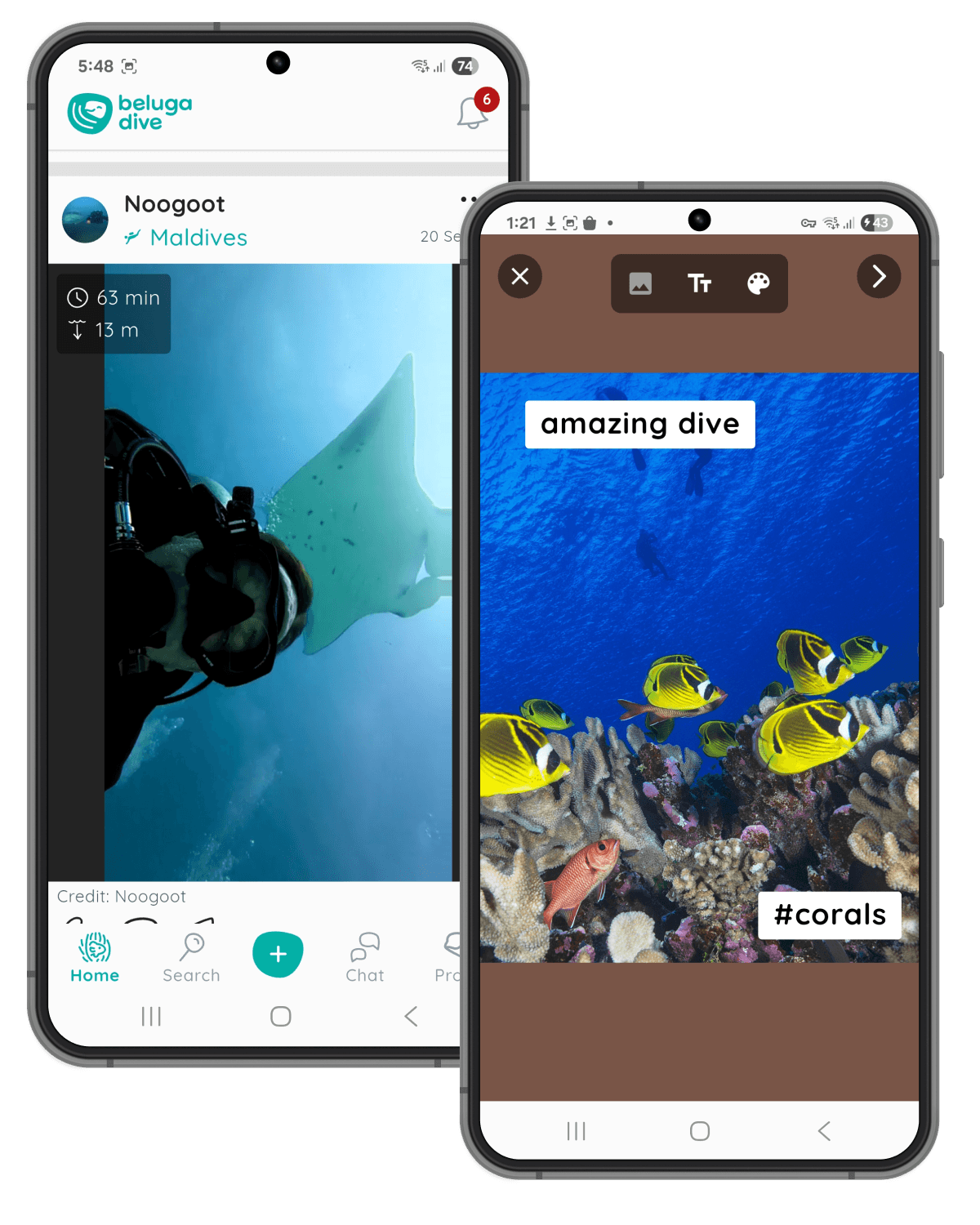 Dive feed with posts, stories, and marine life content